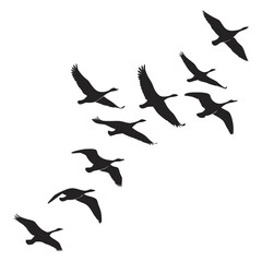 Obraz premium Flock of Black Geese Flying in V-Formation Vector Illustration