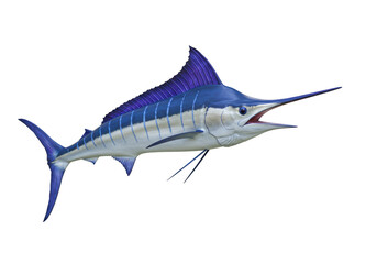 Obraz premium Isolated Blue Marlin Swimming with Open Mouth