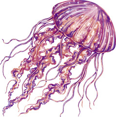 Watercolor jellyfish graphic illustration, which can be used in many forms such as scrapbook, postcards, stickers, teaching media, digital printing and many more.