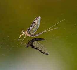 Mayfly insect reflection close up