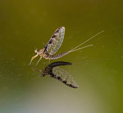 Mayfly insect reflection close up
