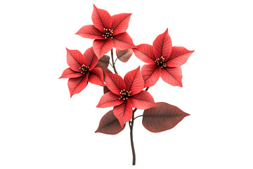 Obraz premium Poinsettia flowers high quality realistic image