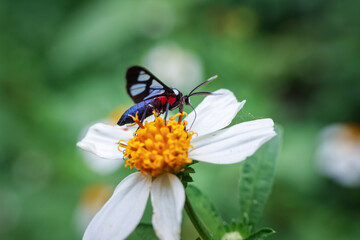Close up, Amata alicia is a species of moth that sits on a white flower with yellow stamens. A close-up of a small, colorful insect. Details of a beautiful insect surface.