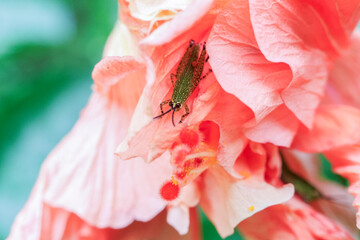 Close up of a small green spotted grasshopper hiding in a pink flower petal. Gives a soft and natural feel to the background texture of the grasshopper and the petals of the pink flower.