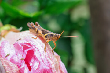 A small yellow spotted grasshopper hiding in a pink flower petal. Gives a soft and natural feel to the background texture of the grasshopper and the petals of the pink flower.