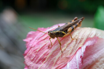 A small yellow spotted grasshopper hiding in a pink flower petal. Gives a soft and natural feel to the background texture of the grasshopper and the petals of the pink flower.