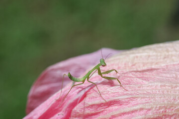 A small Green mantis in a pink flower petal. Gives a soft and natural feel to the background texture of the Mantodea and the petals of the pink flower.
