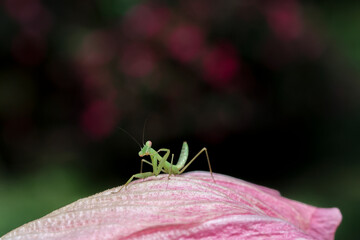 Close-up: A small Green mantis in a pink flower petal. Gives a soft and natural feel to the background texture of the Mantodea and the petals of the pink flower: black background and pink flowers.