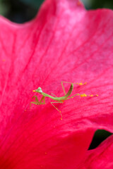 A small Green mantis in a red flower petal. Feeding on the yellow