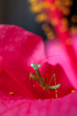 A small Green mantis on a red flower petal. Background, the yellow