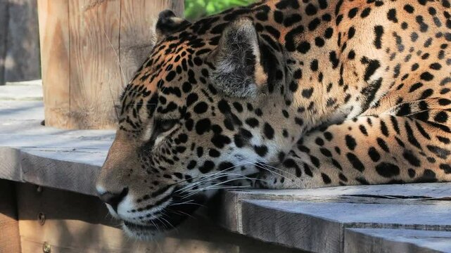 Jaguar portrait in the zoo