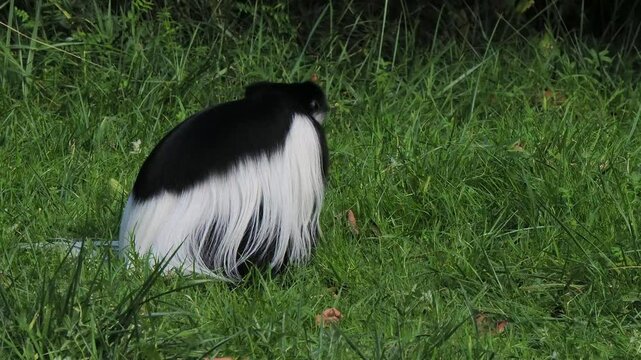 colobus monkeys eat green grass