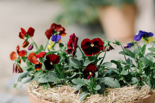 Spring pansies in red, black, purple, and yellow flowers
