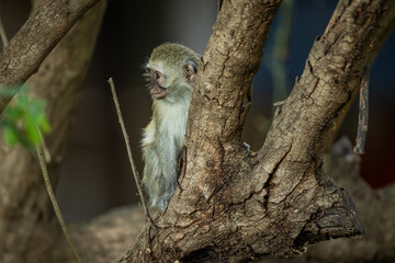 A young vervet monkey sitting on a tree branch