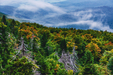 A forest with trees that are brown and green. The trees are in the foreground and background. The sky is cloudy