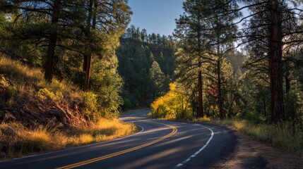 Fototapeta premium Curving road through a sunlit forest in the golden hour