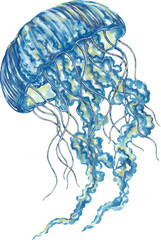 Watercolor jellyfish graphic illustration, which can be used in many forms such as scrapbook, postcards, stickers, teaching media, digital printing and many more.