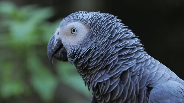 grey parrot jaco long performs its song on a blurred background, sound
