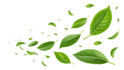 Green leaves fly with a gust of wind on white background PNG. AI GENERATED