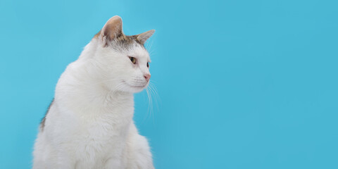 Curious domestic white cat with tabby markings sitting and looking aside on vibrant blue background. Ideal for pet advertising, banners, and social media.