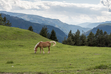 Haflinger horse grazing on green alpine meadow with forest and mountain landscape in the background.