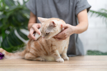 Close-up American shorthair cat sitting on table, Cat Clennin's Animal Healthcare Concept, Woman...