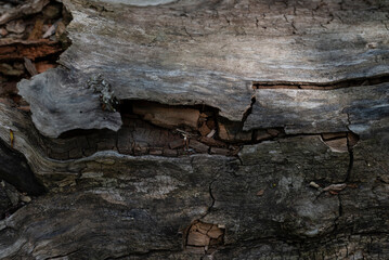 Detailed texture of old cracked weathered wood surface.