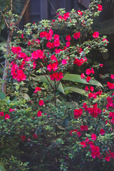 flowers in the garden