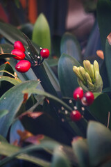 holly and berries