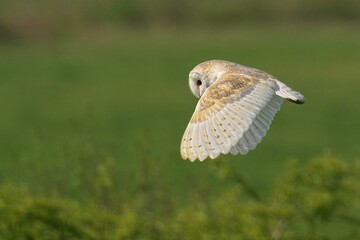 Barn owl soaring over a green field.