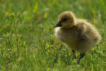 Fluffy gosling on lush green grass.