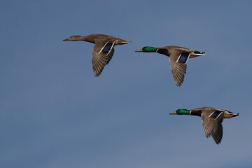 Mallard Ducks in Flight Against Blue Sky
