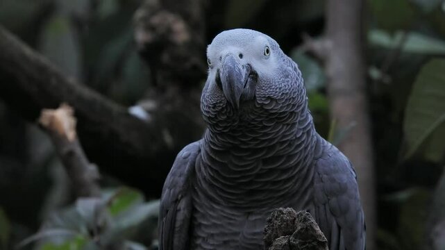 gray parrot jaco long performs its song on a blurred background, sound