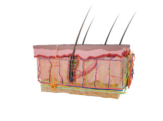 Cross-section of human skin layers, scientific medical 3d rendering including the epidermis, dermis and hypodermis layers. For medical, dermatological, and educational use.