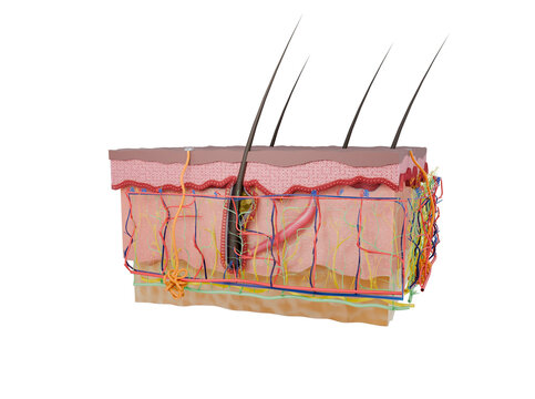 Cross-section of human skin layers, scientific medical 3d rendering including the epidermis, dermis and hypodermis layers. For medical, dermatological, and educational use.