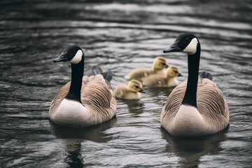 Obraz premium A family of two Canada geese and their goslings swimming on the water, goose.