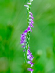 ネジバナのある風景。繊細な花びらの様子のクローズアップ。