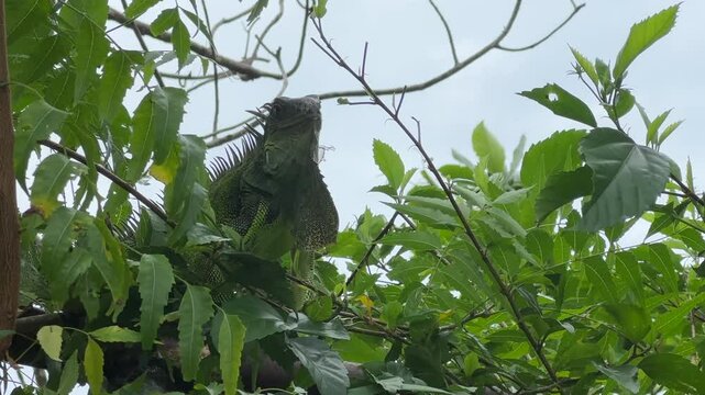 Green iguana reptile, Panama