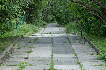 A once-busy pathway is now overgrown with grass and weeds, bordered by dense greenery. The sun...