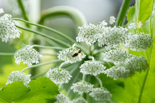 Bees hover around clusters of delicate white flowers, gathering nectar in a vibrant green garden filled with spring blossoms. The scene showcases nature's busy pollinators