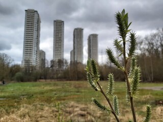 Tree with a leafy branch in a field. The field is surrounded by buildings. The sky is cloudy