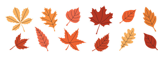 Set of colorful autumn leaves. Botanical floral illustration. 