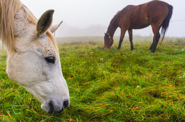 A white horse is eating grass in a field. A brown horse is also eating grass in the same field