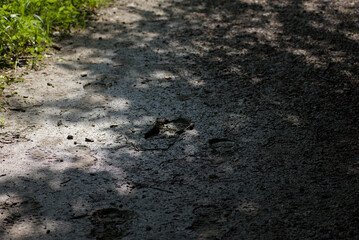 Sunlight filters onto a rustic dirt path with visible animal tracks, evoking a serene and natural outdoor mood, perfect for wilderness themes.