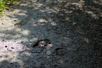 Sunlight filters onto a rustic dirt path with visible animal tracks, evoking a serene and natural outdoor mood, perfect for wilderness themes.