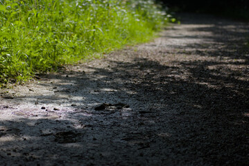 Sunlight filters onto a rustic dirt path with visible animal tracks, evoking a serene and natural...