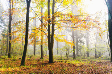 A tree with yellow leaves is in a forest. The sky is cloudy and the sun is shining through the...