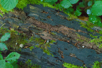 A close-up reveals a fascinating insect resting on a moss-covered log, highlighting the intricate...