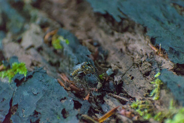 A close-up reveals a fascinating insect resting on a moss-covered log, highlighting the intricate details of nature's small wonders in a serene forest setting.