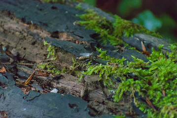 A close-up reveals a fascinating insect resting on a moss-covered log, highlighting the intricate details of nature's small wonders in a serene forest setting.